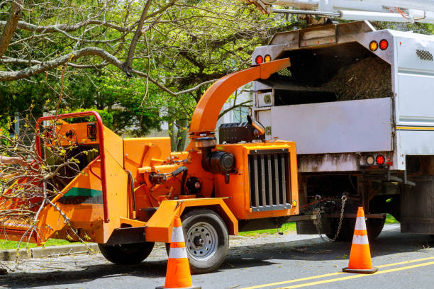 The Steps Involved in Our Tree Care Process in Catlin, IL